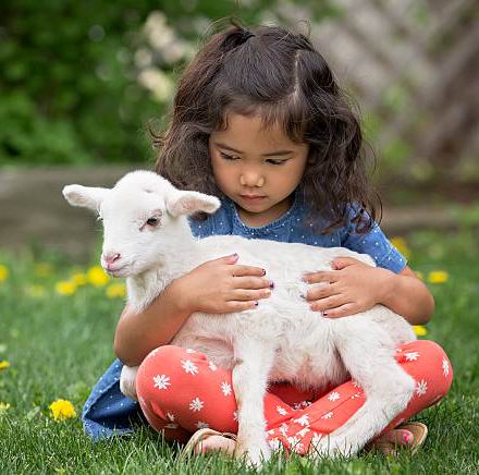 Young, Asian-American girl holding a baby lamb in her lap.